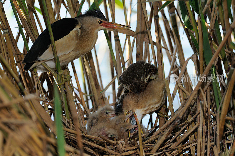 巢中的小麻鳽(Ixobrychus minutus)